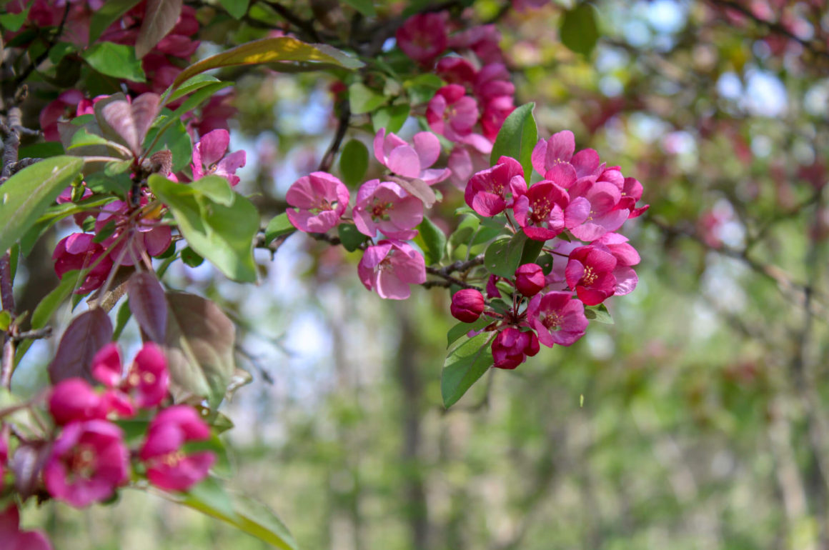 Crabapple Blossom