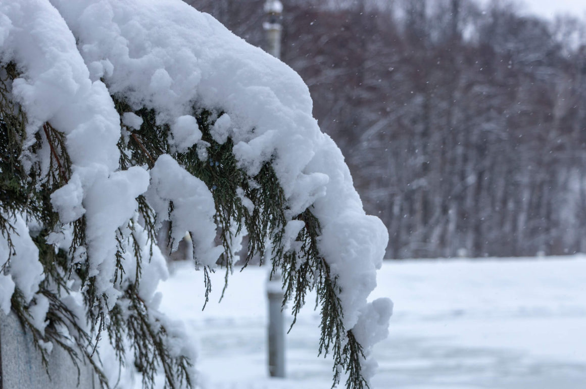 Snow on Conifers