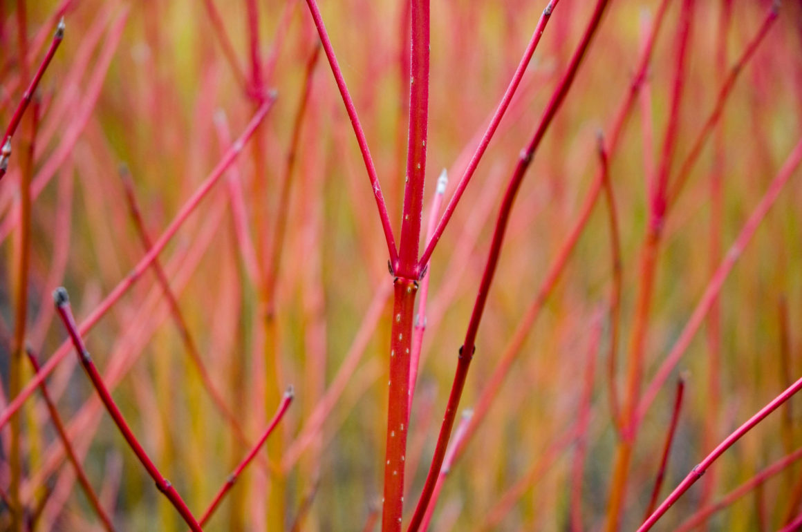 Cornus Alba