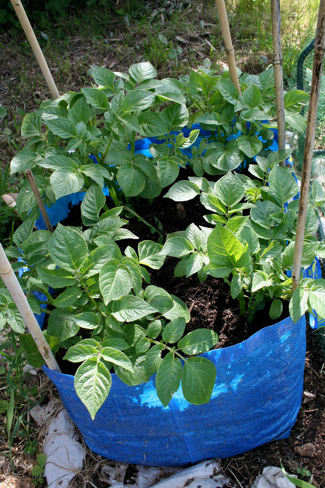 How To Grow Potatoes In Containers In Your Garden STIHL Blog