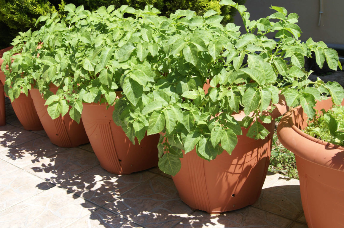 How to Grow Potatoes in Containers