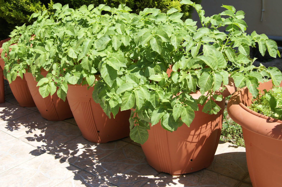 Potato Plants In Pots