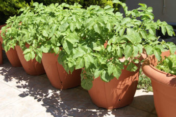 Potato Plants In Pots