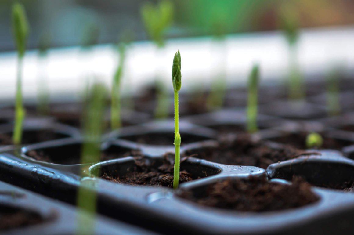 snow pea seedlings