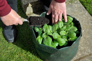 Topping up Potatoes with compost