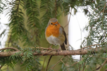 A robin perched on a fir tree
