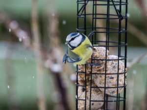 Blue tit sitting on bird feeder with fat balls while its snowing