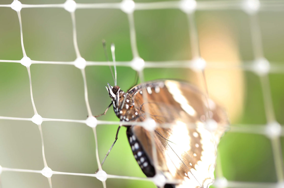 Butterfly Netting