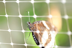 Butterfly Netting