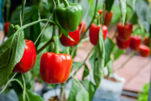 Peppers in a greenhouse