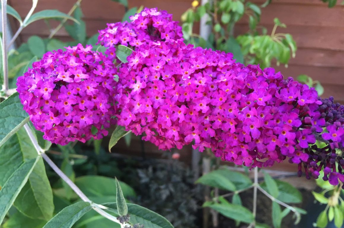 Buddleja