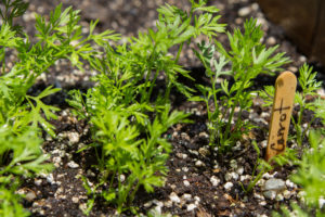 the carrot sprouts grow in the warm sunshine in a backyard garden.