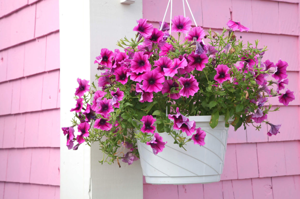 Hanging Basket With Petunias