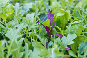Mix green salad in the garden