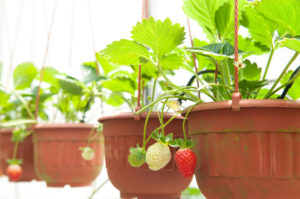 planting strawberries in a hanging basket