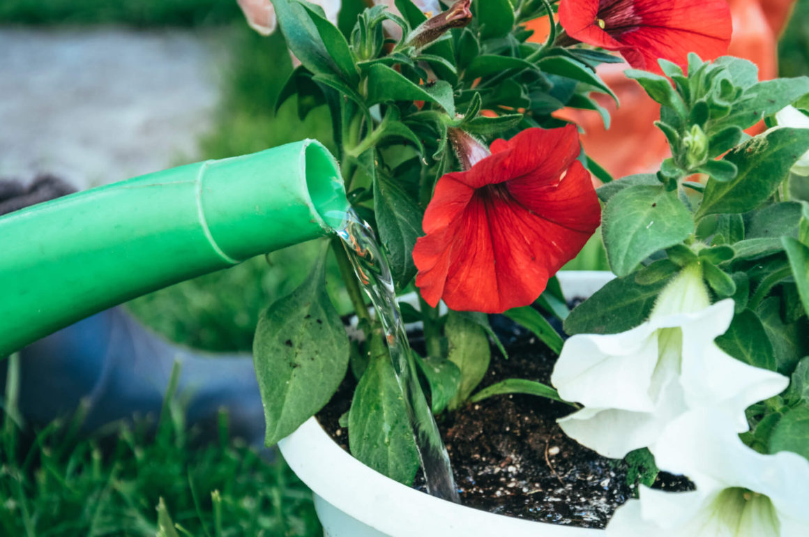 Watering Plants