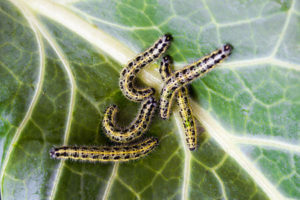 cabbage white caterpiller on cabbage