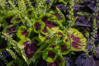 plant coleus flower as part of your july gardening jobs