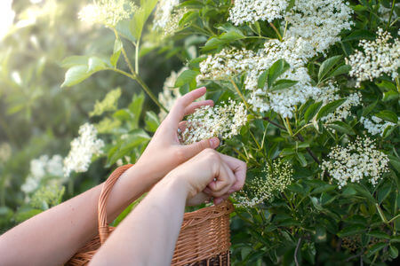 elderflower plant