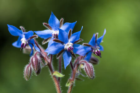 edible flower borage