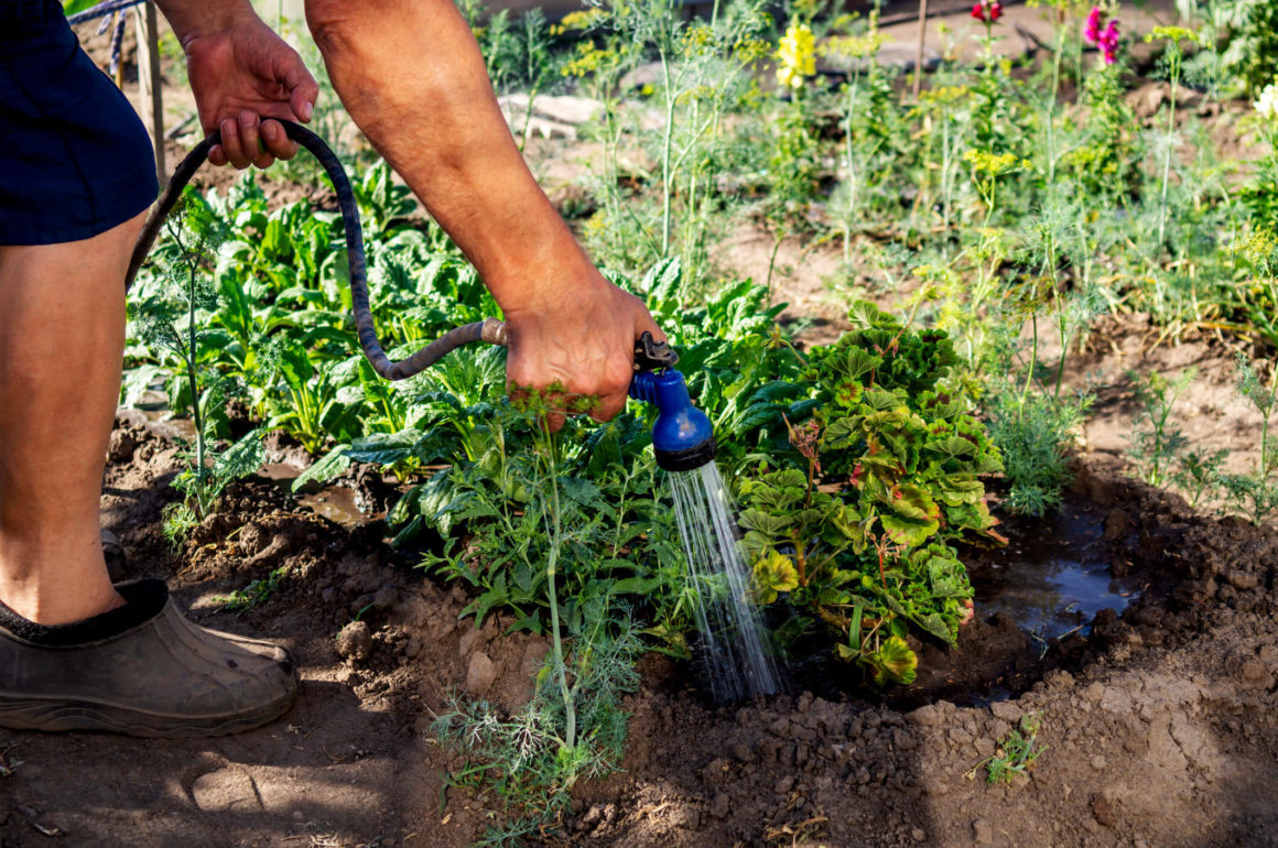 how to water plants