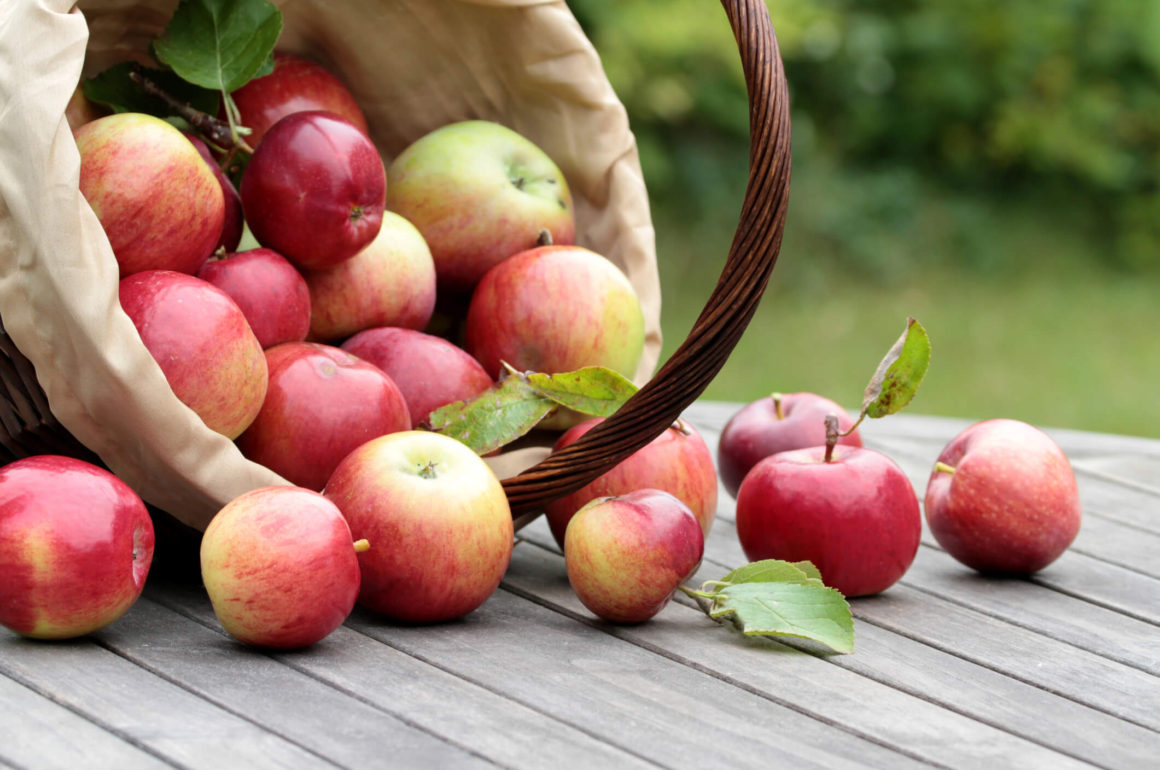 Apple Harvest Day 2024 Sonia Eleonora