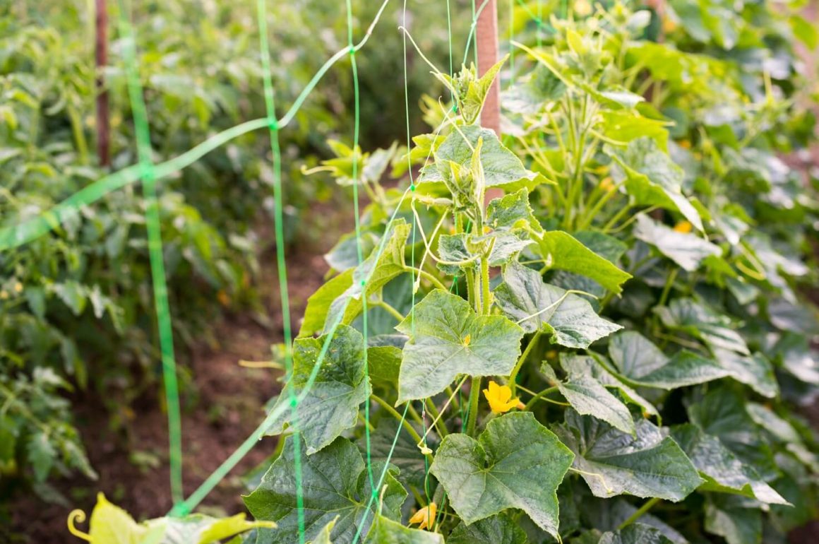 Climbing plant on netting