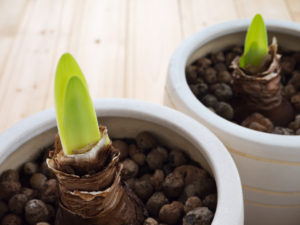 Two amaryllis sprouts in the pots