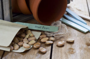 Image of potting shed and bean seeds