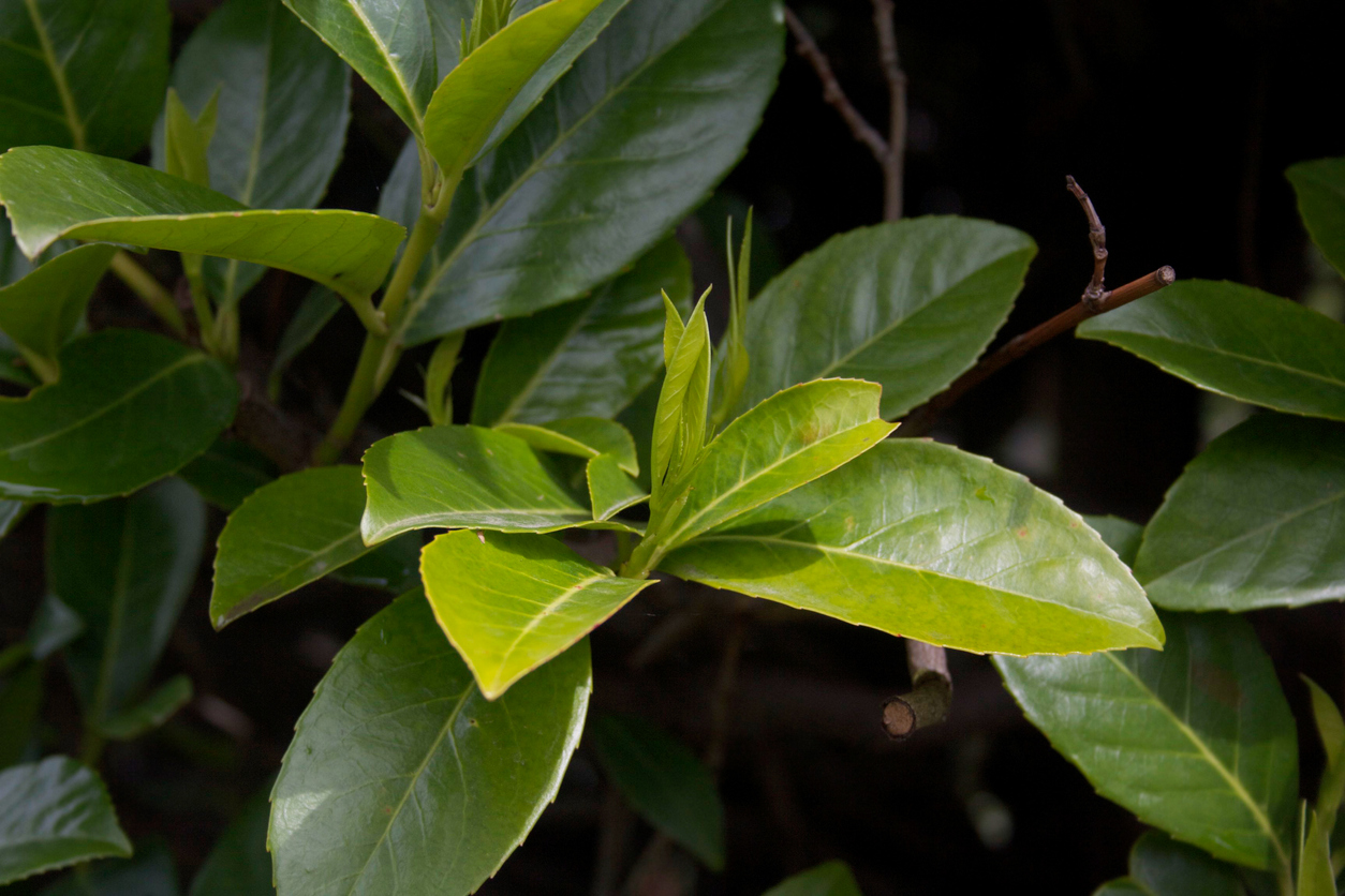 Laurel Hedging  Blog