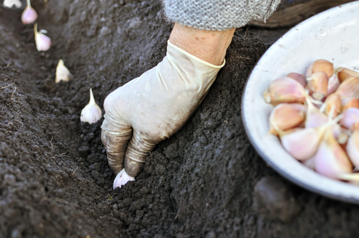 farmer planting garlic in the vegetable garden