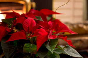 Red Poinsettia plant
