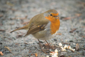 Robin eating nuts in autumn