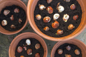 planting tulip bulbs in plant pots