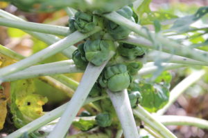 Brussels Sprouts on a plant