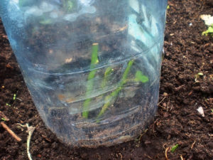 Make your own cloches 
