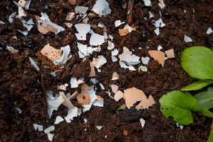 create a slug free garden by spreading crushed egg shells