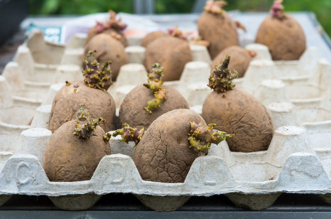 early potatoes are great for growing in your garden in January