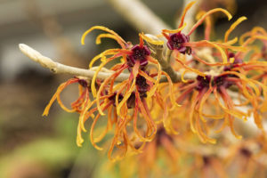 The Hamamelis x intermedia flower is a great addition to your January garden