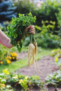 small parsnip root vegetable 