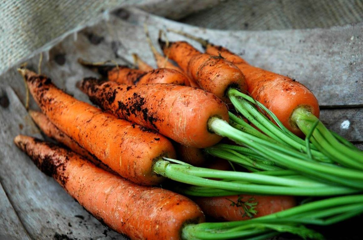 The Top Five Root Vegetables To Grow STIHL Blog