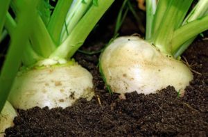 a root vegetable, turnip
