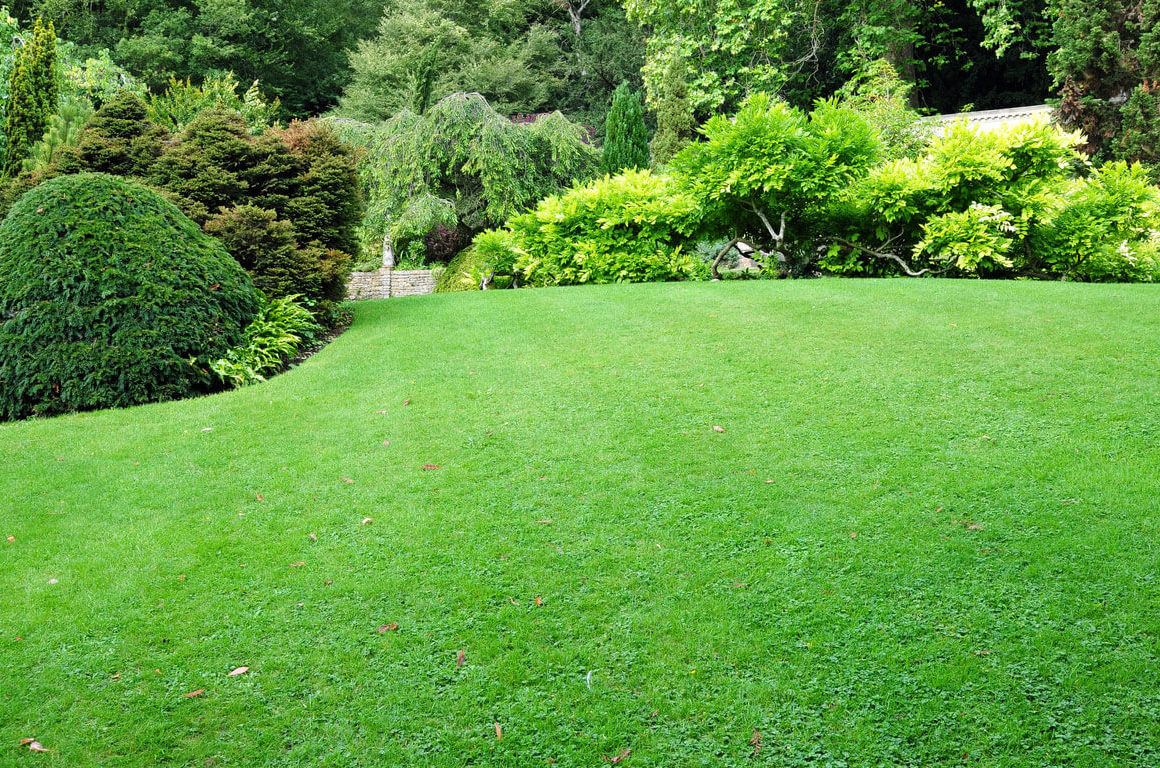 lush green lawn after scarifying your lawn