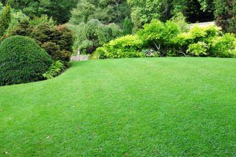 lush green lawn after scarifying your lawn