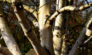 West Himalayan birch tree