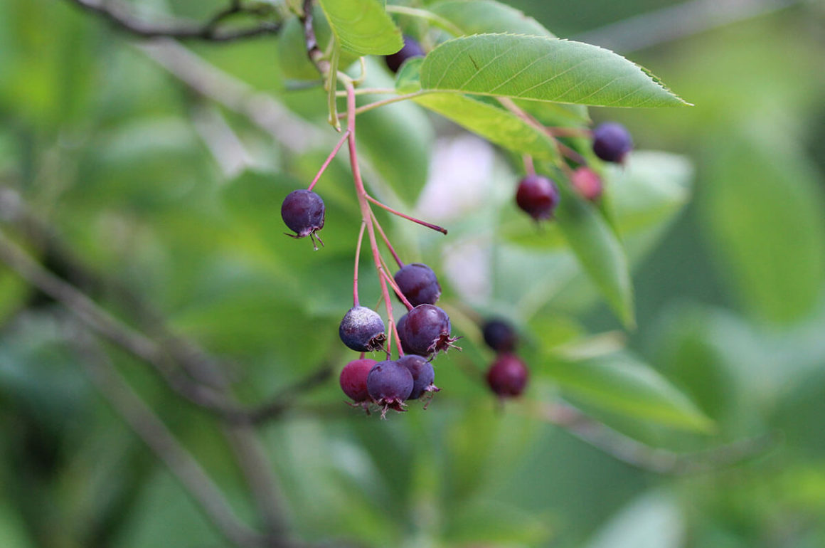 Amelanchier lamarckii juneberry