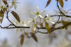 March tree of the month, amelanchier lamarckii juneberry
