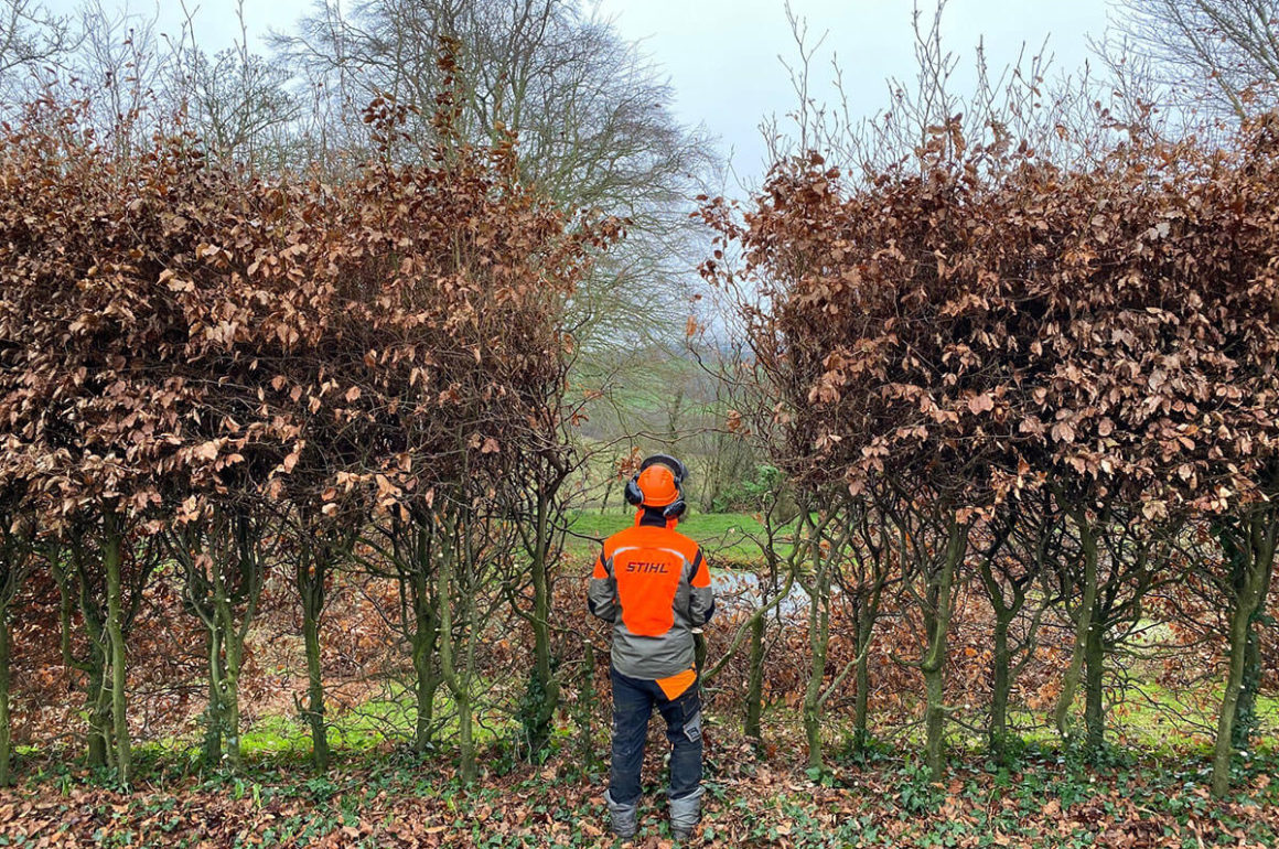 Andy Wain pruning wisteria