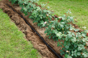 A Soaker hose, an alternative watering system for greener gardening