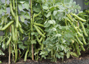 March vegetable of the month, broad beans